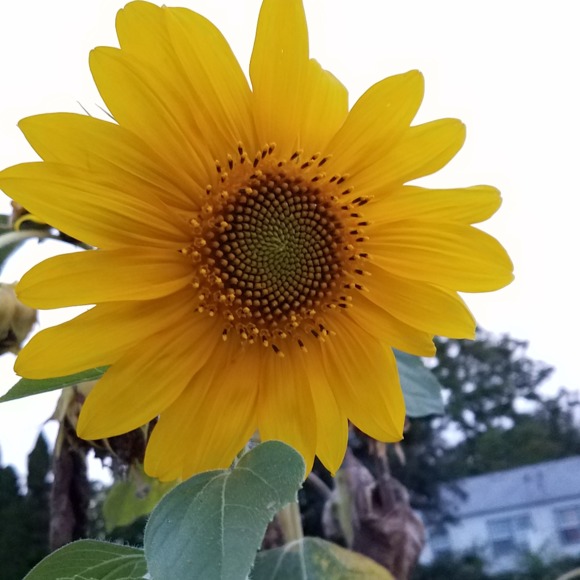 purplepoppy05